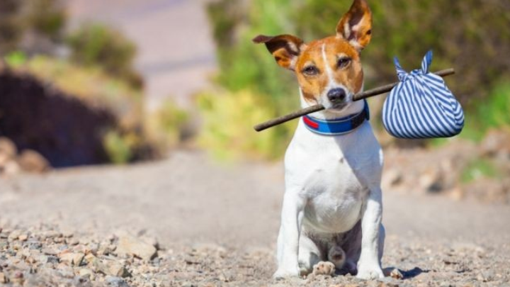 Abandono animal: ¿cómo&nbsp;ayudar?